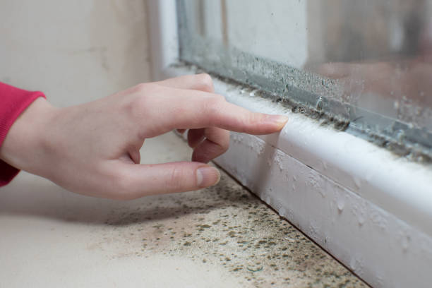 Best Attic Mold Removal  in Mount Vernon, NY